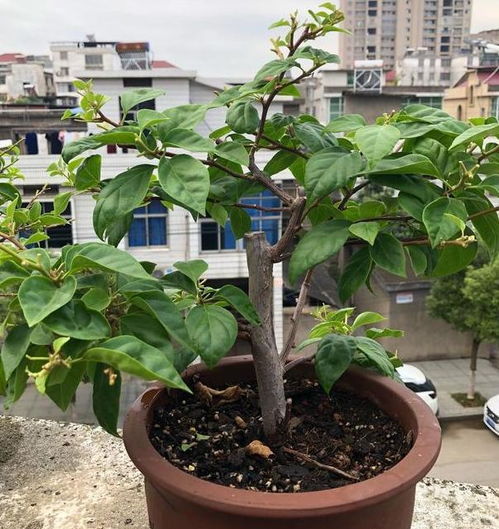懒人花和绿植都有哪些名字_懒人 绿植--第1张