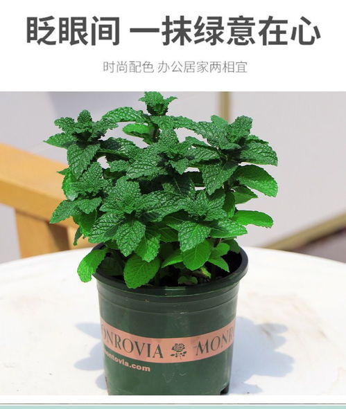 南方室内懒人绿植_南方适合懒人养的盆栽--第1张