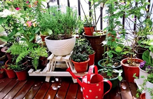 宜家懒人绿植怎么养植的_宜家有卖绿植和鲜花吗--第1张