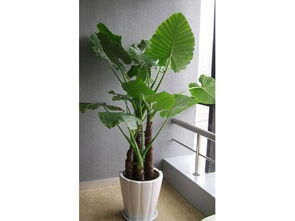 懒人绿植推荐办公室用品_办公绿植什么最好养--第1张