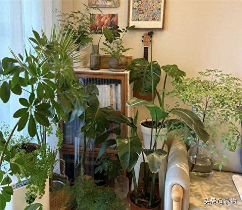 室内懒人好养活的绿植图片_室内懒人好养活的绿植图片欣赏--第1张
