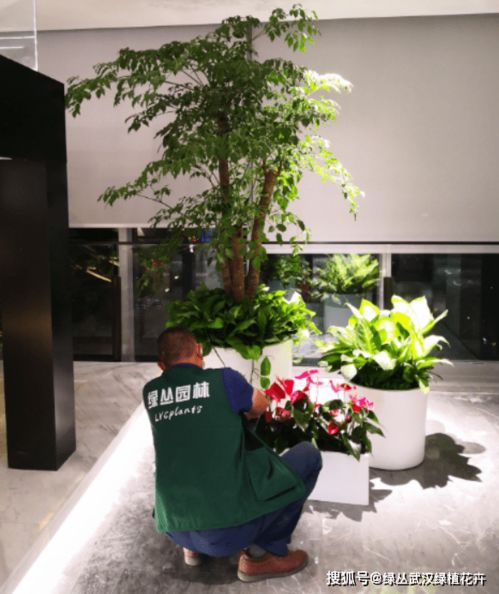 懒人绿植室内办公室大_室内办公室绿植有哪些--第1张
