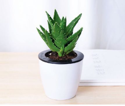 懒人养绿植买什么盆栽好_适合懒人盆养的花--第1张