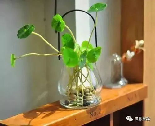 水培绿植好养懒人_水培绿植该怎么办--第1张