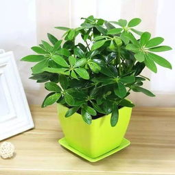 懒人养的绿植菩提树_菩提树植物--第1张