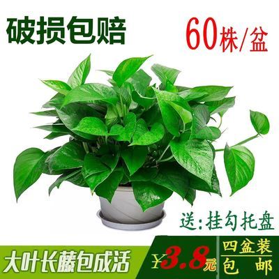 懒人室内驱蚊绿植图片高清_室内懒人植物有哪些--第1张