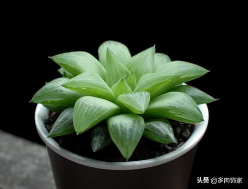 多肉懒人绿植_小绿植多肉--第1张