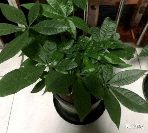 懒人养绿植就盆栽这3样_懒人适合养的绿植--第1张