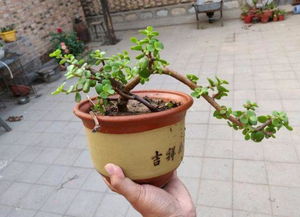 水培金枝玉叶室内绿植懒人盆_水培金枝玉叶盆栽怎么养--第1张