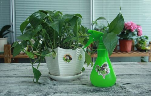 茶宠绿植懒人摆件_茶宠摆件精品可养--第1张