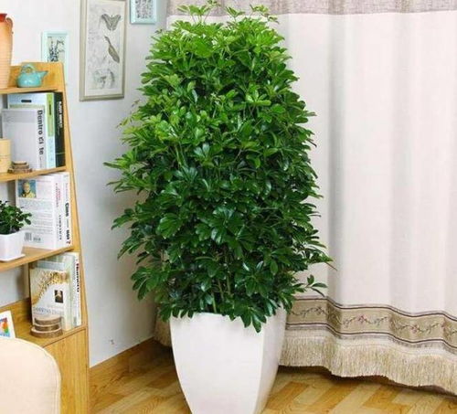 客厅懒人绿植有哪些种类_适合客厅养的绿植有哪些小型--第1张
