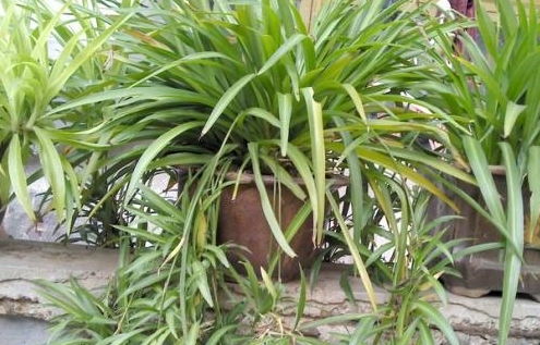 懒人绿植吊兰怎么养殖视频_吊兰怎么养才绿--第1张