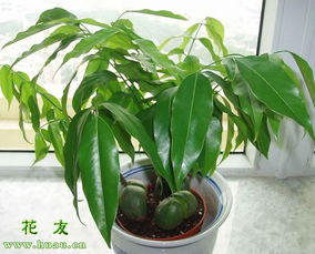 新房绿植推荐懒人盆栽图片_新房摆什么绿植寓意好--第1张