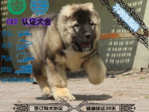 高加索犬多少钱一只_高加索犬多少钱一只大视频--第1张