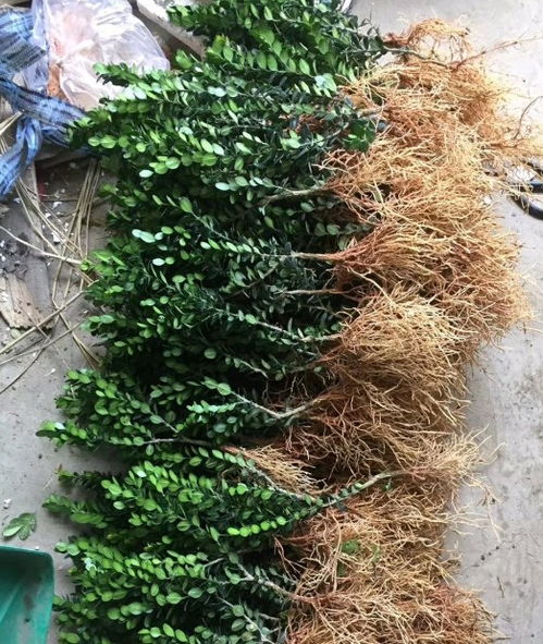 大型绿植适合懒人养的盆景_大型绿植适合懒人养的盆景品种--第1张