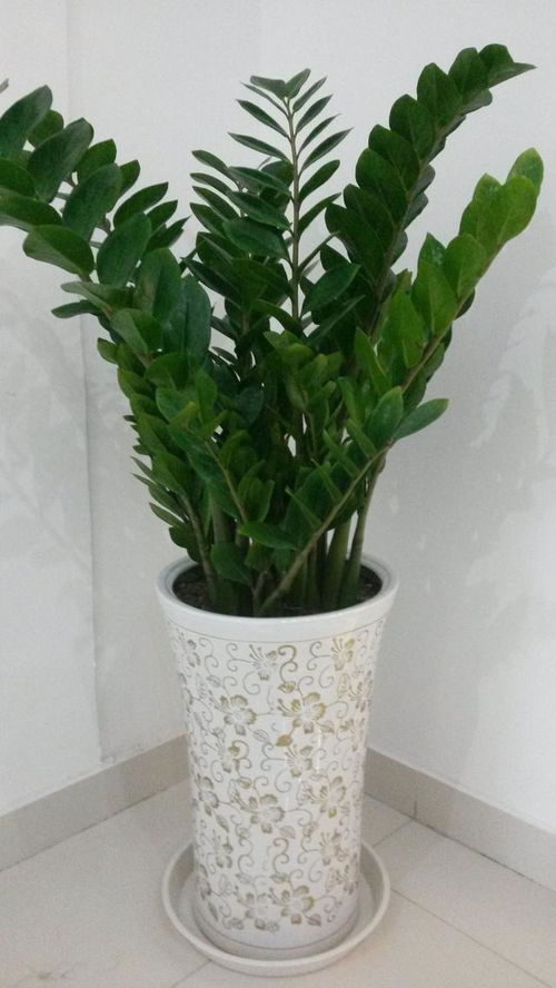 懒人绿植浇水方法视频讲解_绿植浇水怎么浇--第1张