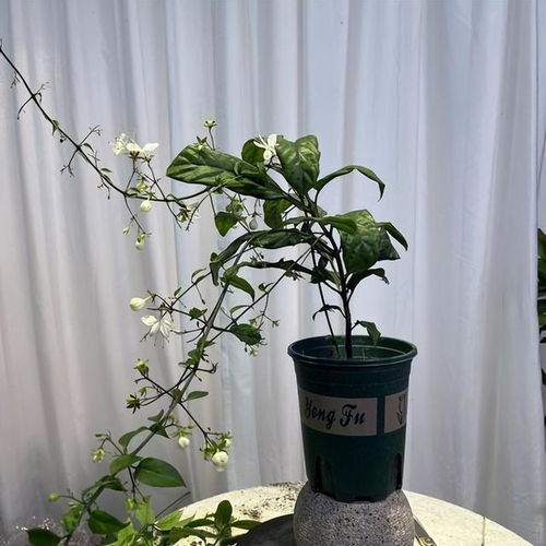 懒人绿植花卉培育_懒人养花方法--第1张