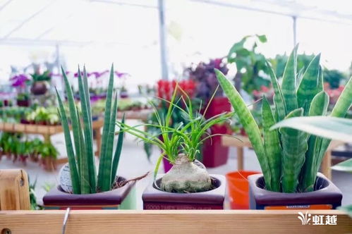 懒人绿植种子_懒人绿植种子怎么种--第1张