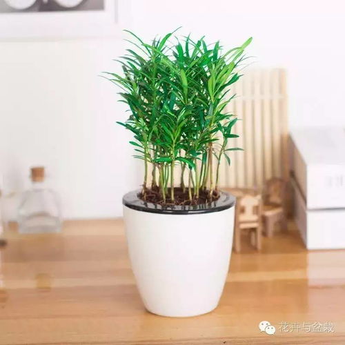 懒人绿植生态罗汉松_罗汉松值得怎么造型--第1张