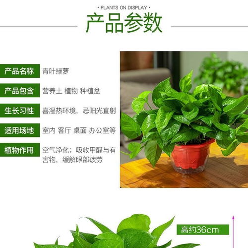 四盆懒人绿植图片欣赏图_懒人盆种花草到底好不好--第1张