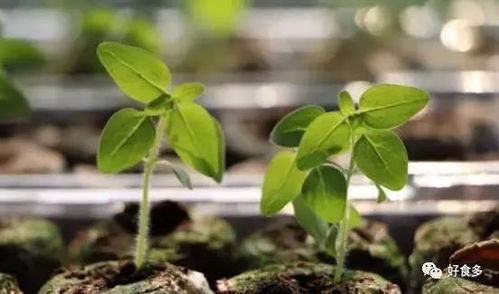 懒人绿植不浇水会死吗视频_植物不浇水为什么会死--第1张