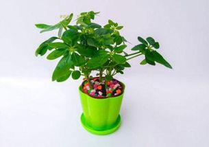 懒人吸甲醛绿植怎么养护_吸甲醛最快最有效方法植物--第1张