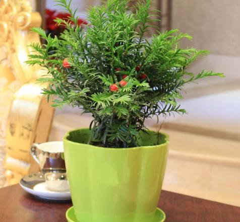 懒人必活绿植园艺_懒人适合养的植物有哪些--第1张