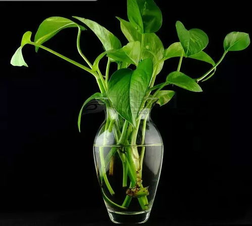 懒人养水培绿植好吗视频_水培植物家养--第1张