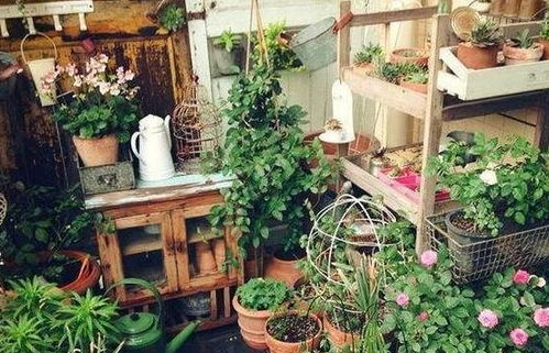 懒人绿植推荐室外养殖_适合户外的懒人植物--第1张