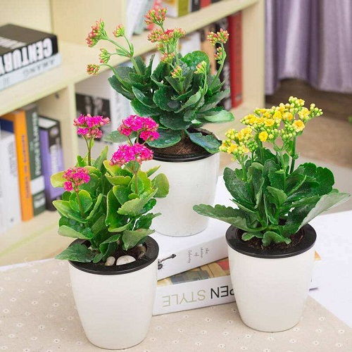 室内绿植懒人植物排行榜_室内懒人植物有哪些--第1张