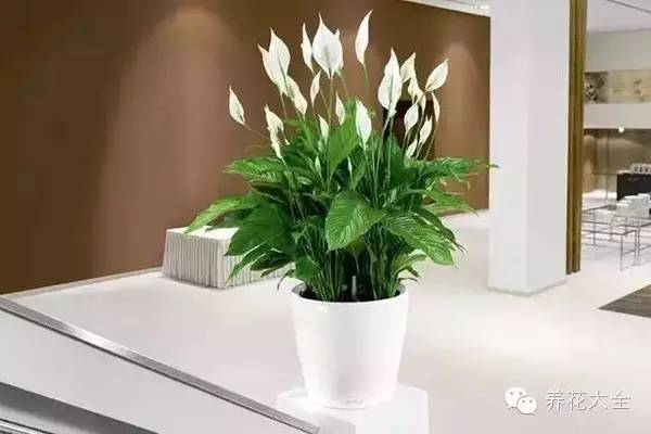 桌上懒人盆绿植好吗图片_懒人桌有必要买吗--第1张