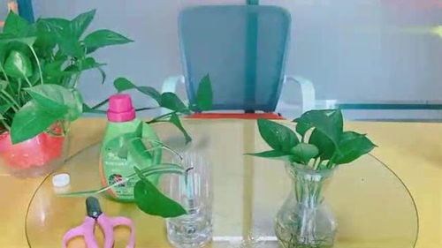 懒人水培绿萝的养植方法_零成本水培绿萝,操作简单,不花1分钱,让绿萝1盆变5盆--第1张