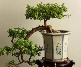 水培金枝玉叶室内绿植懒人水_水培金枝玉叶一般几天可生根呢?--第1张