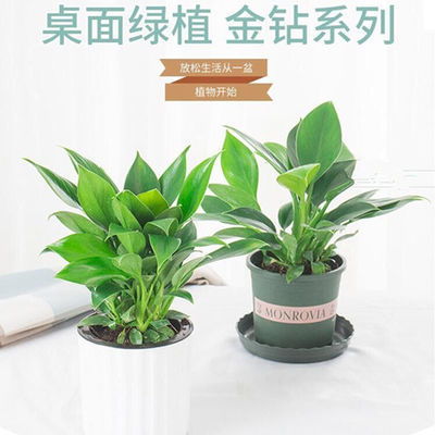 大叶绿植懒人怎么养护好_大叶绿植家养--第1张