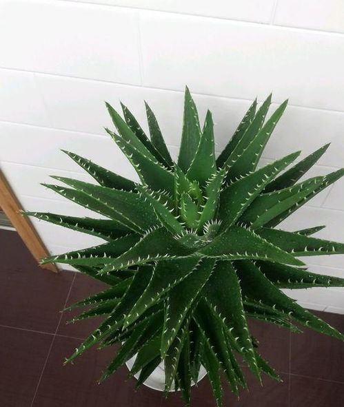 懒人专属绿植是什么植物_懒人 绿植--第1张