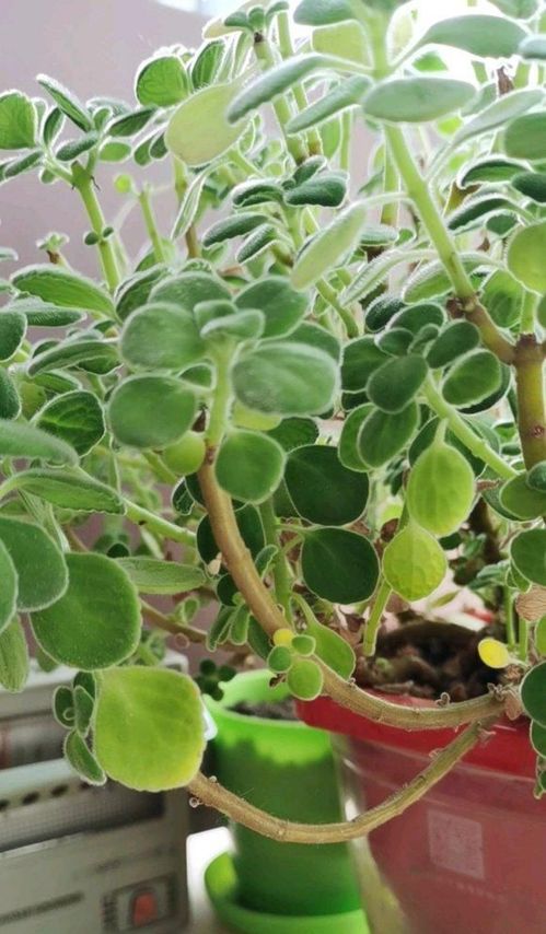 碰碰香绿植懒人_碰碰香好看的老桩造型--第1张