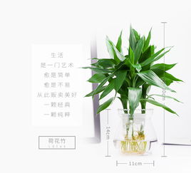 懒人绿植盆景推荐哪种品种_懒人植物盆栽--第1张