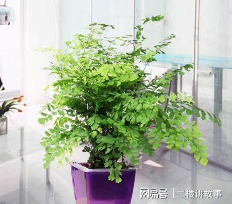 绿植懒人吸水怎么办呢视频_养绿植自动吸水好吗?--第1张