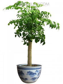 阳台绿植高档大气懒人_阳台绿植推荐--第1张