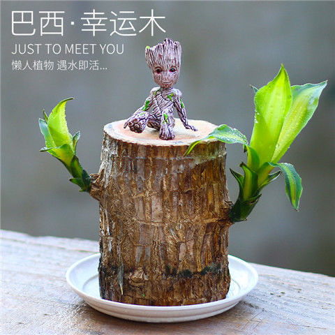 巴西木开花水养懒人绿植盆栽_巴西木开花香气扑鼻--第1张