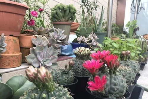 懒人花推荐绿植有哪些图片_懒人花图片大全--第1张
