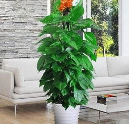 懒人的室内绿植图片_懒人的室内绿植图片真实--第1张