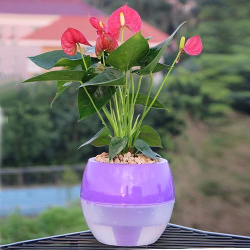 懒人绿植红掌_红掌花盆景--第1张