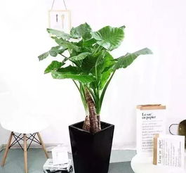 高颜值懒人绿植推荐_懒人适合养的植物有哪些--第1张