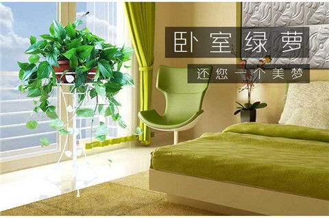 懒人室内爬藤绿植_室内爬藤绿植有哪些--第1张