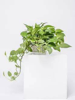 室内喜阴懒人绿植图片_适合室内养的喜阴植物花卉--第1张