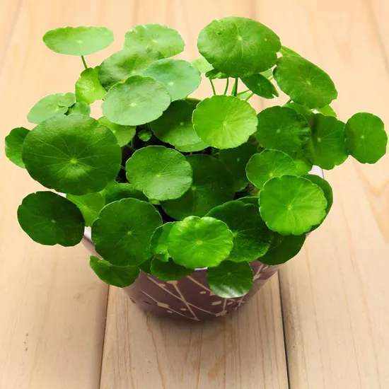 懒人绿植能养鱼嘛百度_懒人绿植能养鱼嘛百度百科--第1张