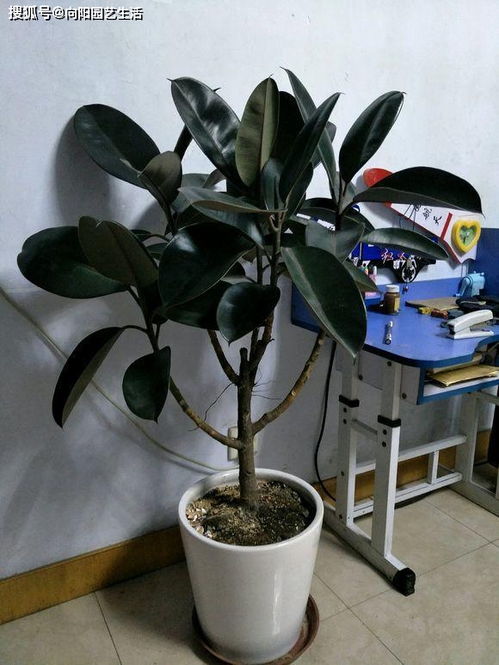 适合懒人养的客厅绿植_适合懒人养的客厅绿植植物--第1张