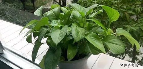 室内绿植懒人好养无虫_非常适合室内养的植物并且没毒--第1张