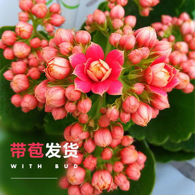 易养活懒人绿植长寿花_长寿花可以用懒人花盆栽吗--第1张